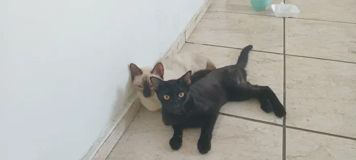 Dois gatos para doação