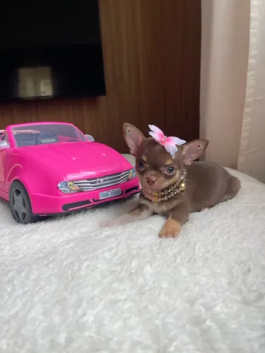 Mini chihuahua fêmea chocotan