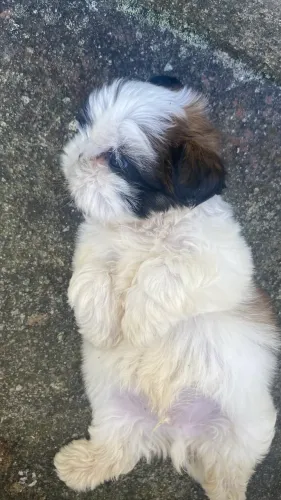 Filhotes shih tzu