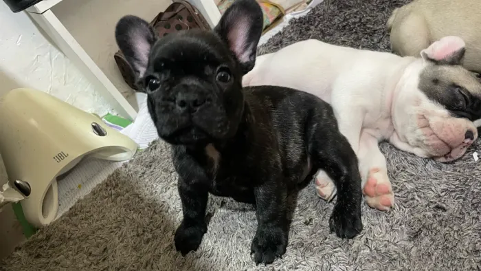 Buldogue francês
