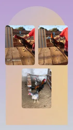 Venda de aves e ovos galados.