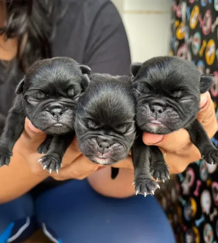Pug pra reserva