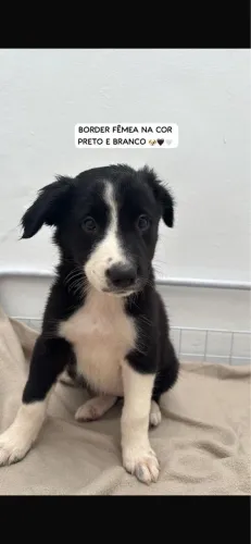 Border collie fêmea preta e branca !!! O melhor valor
