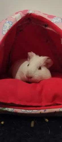 Porquinho da índia