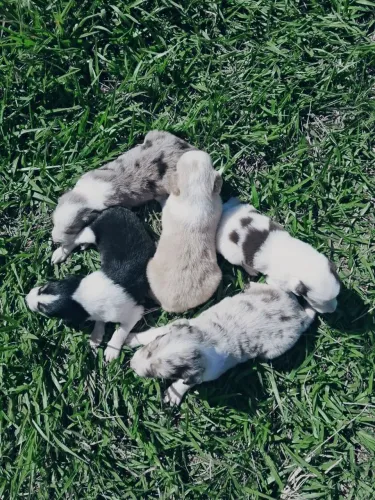 Filhotes femea border collie promoção 