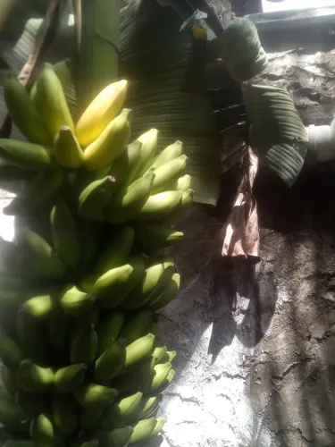 banana maçã