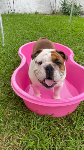 Piscina infantil/pet