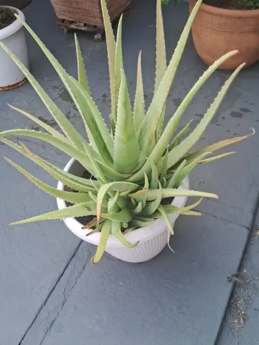Vaso planta jardim Babosa Aloe Vera