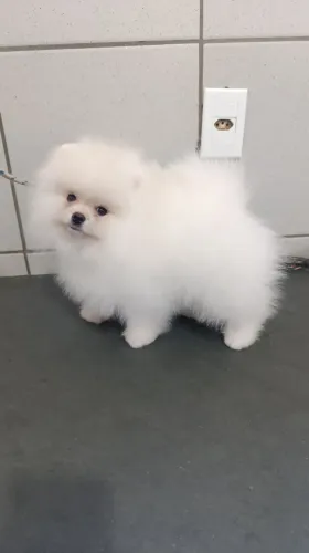 Lulu da Pomerânia, spitz alemão com pedigree opcional