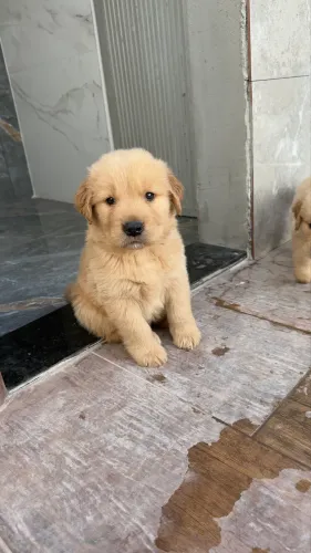 Filhotes de golden (machos)