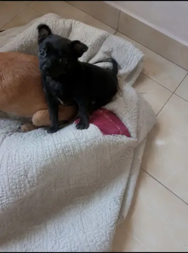 Lindo filhote de Pinscher zero 700,00, faço entrega