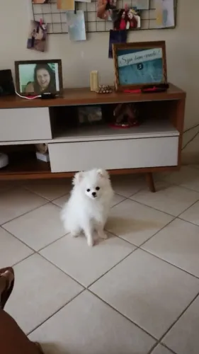 Lulu da pomeranea anão macho 