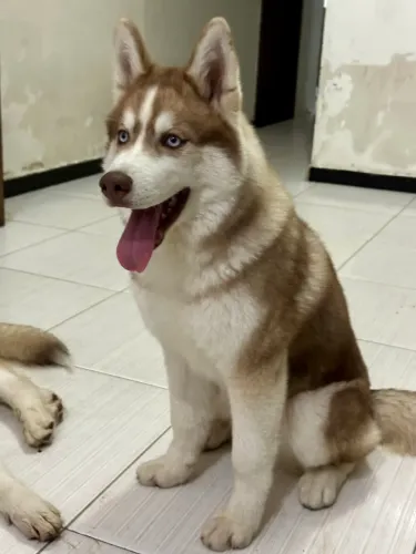 Husky siberiano fêmea 5 meses 