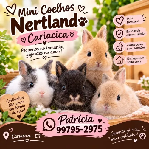 Mini coelhos nertland