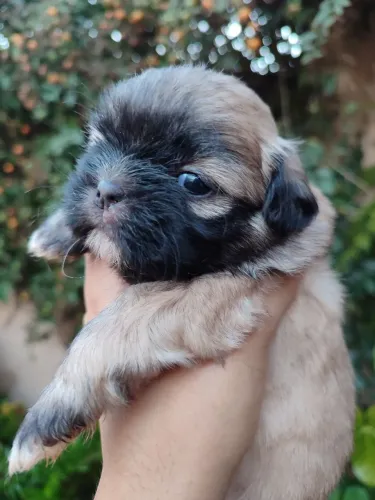 Shihtzu Fêmea entrega imediata