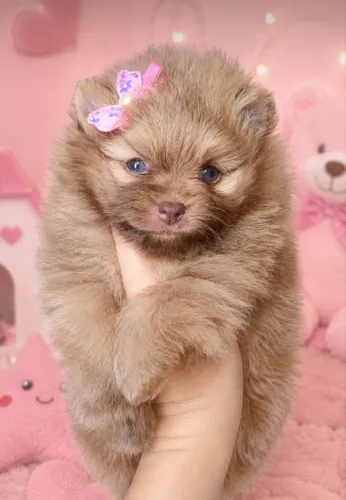 Lulu da Pomerania ursinhos