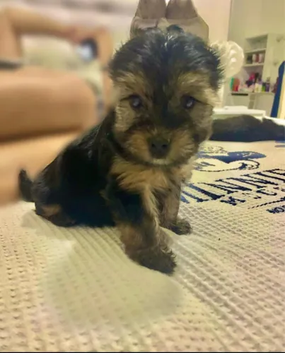 Filhote de yorkshire terrier macho 