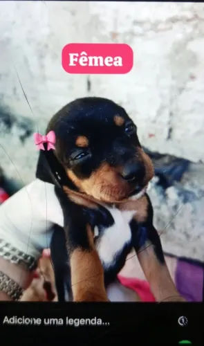 Filhotes de Pinscher