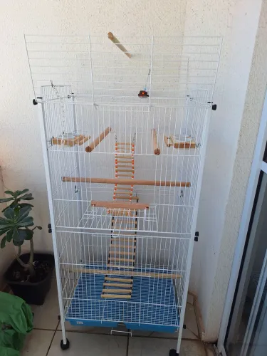 Viveiro de calopsita 
