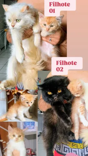 Filhotes de Gato Persa legítimo com Mãe Exótica Extremamente Peluda