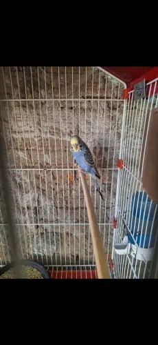 Bebedouro
