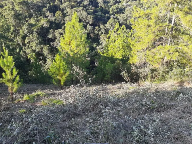 Lote em condomínio de Macacos