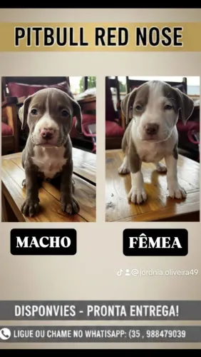 Filhotes de Pitt bull