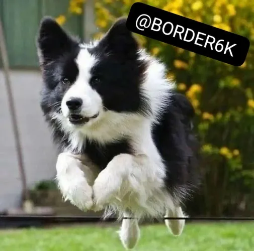 Border Collies Ticking Raros
