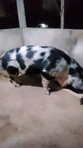 Vendo Cachaço +ou- 250kg