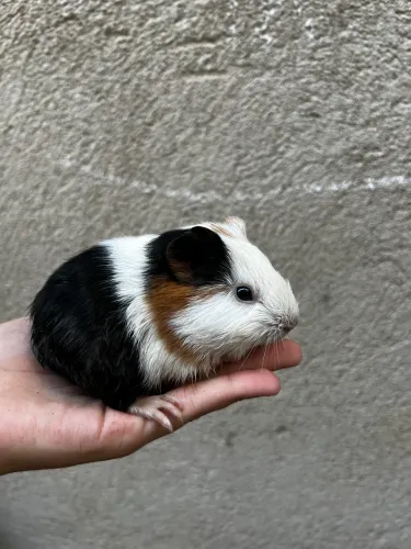 Filhote porquinho da índia
