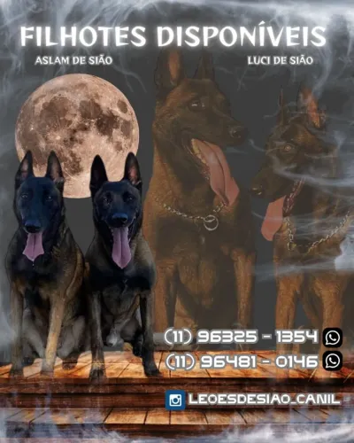 filhote pastor belga de malinois