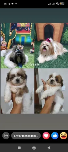 Cachorro 