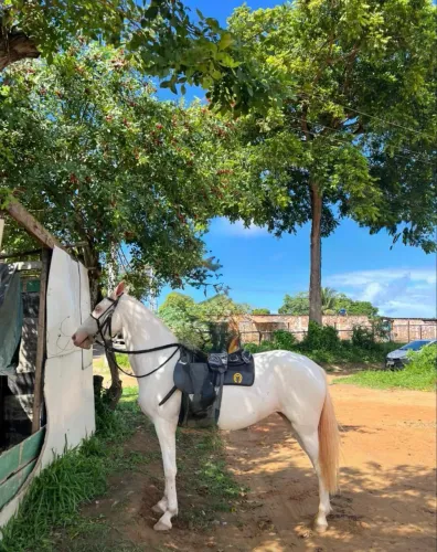 OPORTUNIDADE!!! Égua Cremelo MM de picado