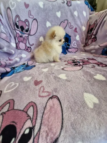 Uma fofura lulu da Pomerânia fêmea anão 