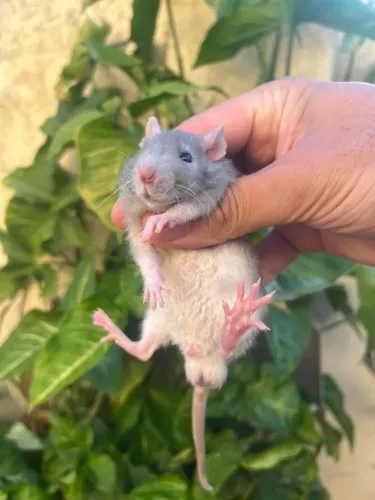Ratos Twister Dumbo e Standard filhotes