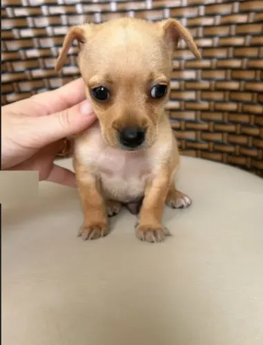 lindos pinscher x fox paulistinha