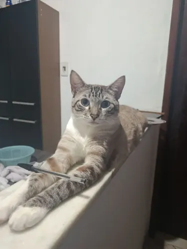 Adoção de Gato dócil 