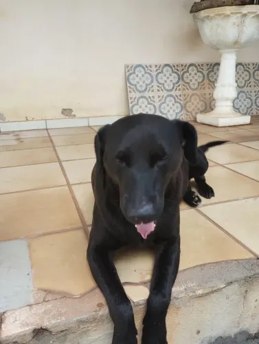 Doce doguinho castrado para adoção 
