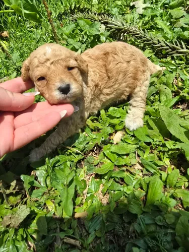 Poodle toy machinho 