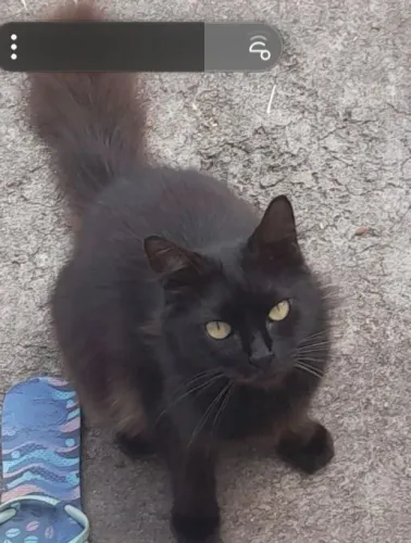 DOCE E MEIGA GATINHA PRETA