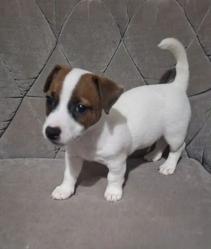 Jack Russell