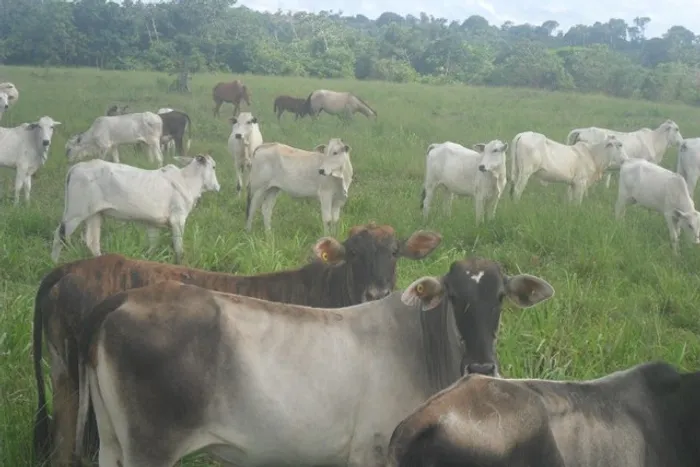R$ 3 milhões 45 alqueires há 25 km de Castanhal porteira fechada  