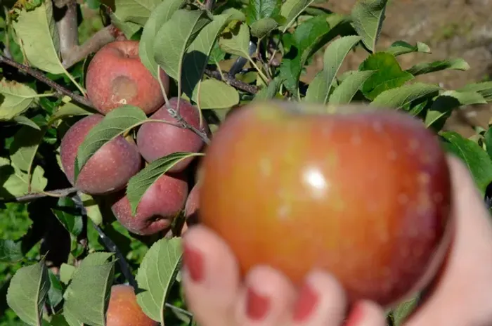 Mudas da maçã enxertada clima quente produz rápido 