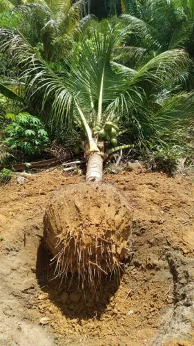 Coco Produzindo