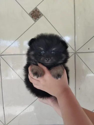 Filhote Spitz Alemão, Venha conhecer os bebês mais fofos da cidade!