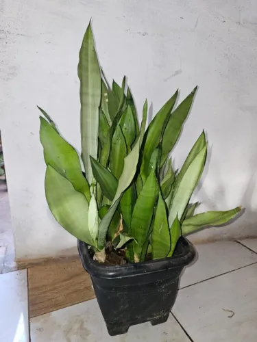 Espada de São Jorge Prata - Zeylanica