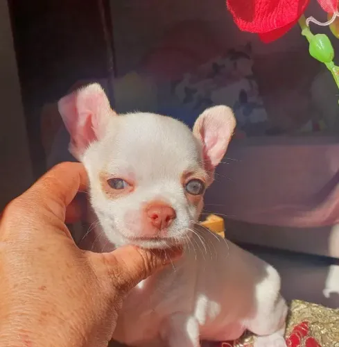 Chihuahua Minúsculos, com Garantia de Saúde! 