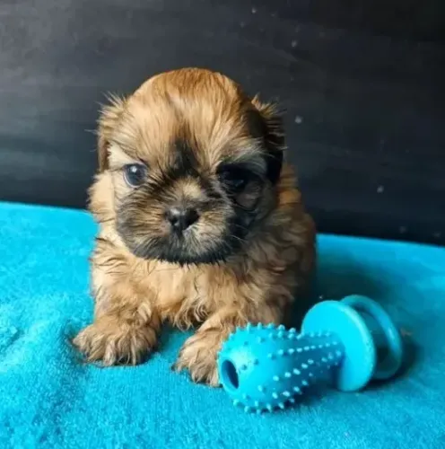 Shih-Tzu Mini Filhote Fêmea - Muito Amor e Carinho