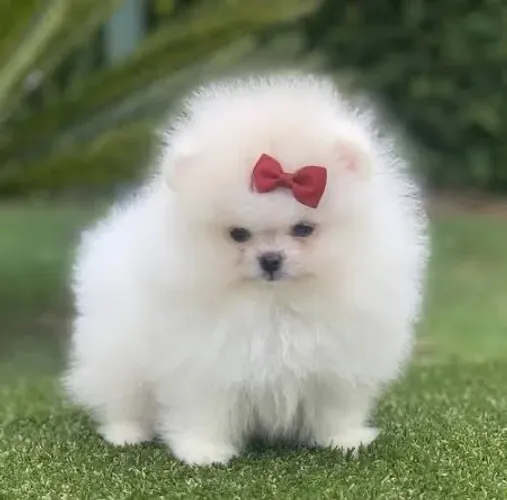 Lulu da pomerania , Luluzinhos