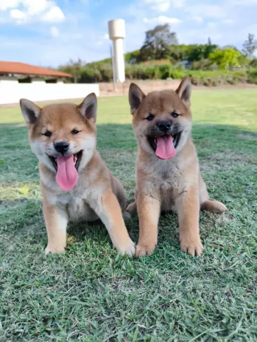 Filhote de shiba disponível macho